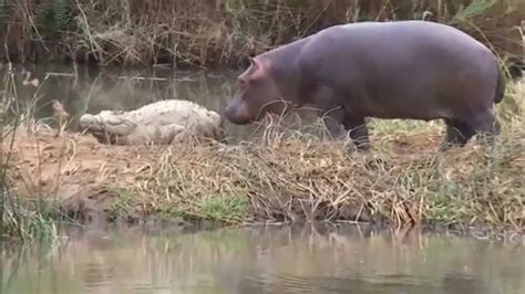George The Hippo Bites The Tail Of A Crocodile Youtube