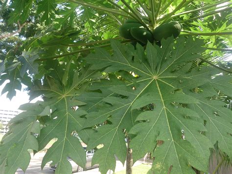 Image Result For Papaya Tree Leaves Images Natural Herbs Papaya Tree