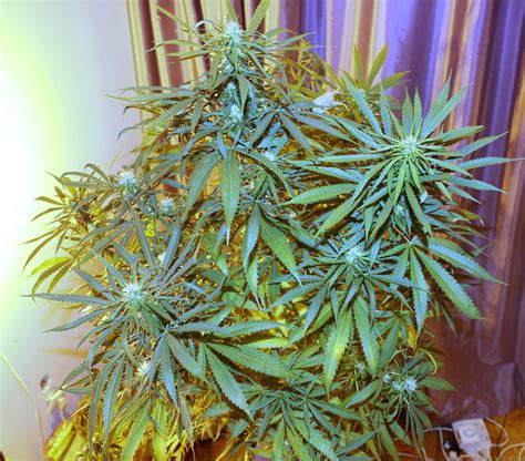 Strain Gallery Big Bud Sensi Seeds Pic 03091220318896308 By Alex161072