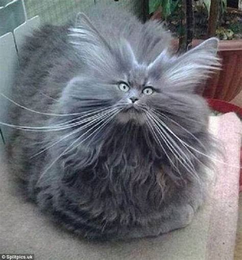 Owners Share Photos Of Their Cats Elaborate Hair Styles Daily Mail