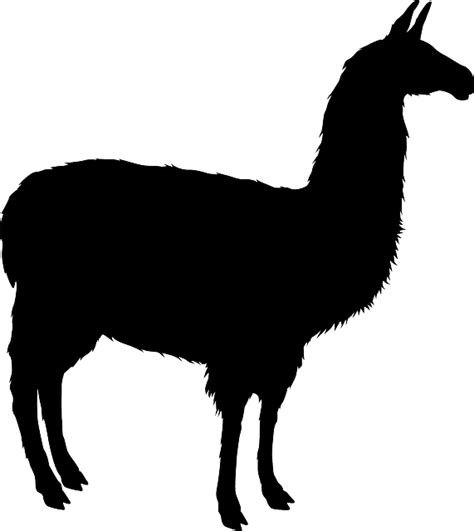Download Llama Nature Alpaca Royalty Free Vector Graphic Pixabay