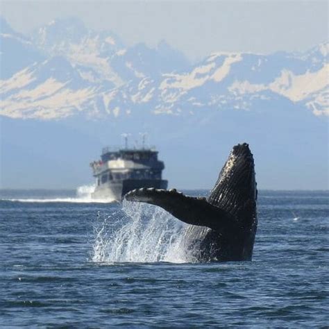 Best Time To Go Whale Watching In Alaska Travel For Your Life