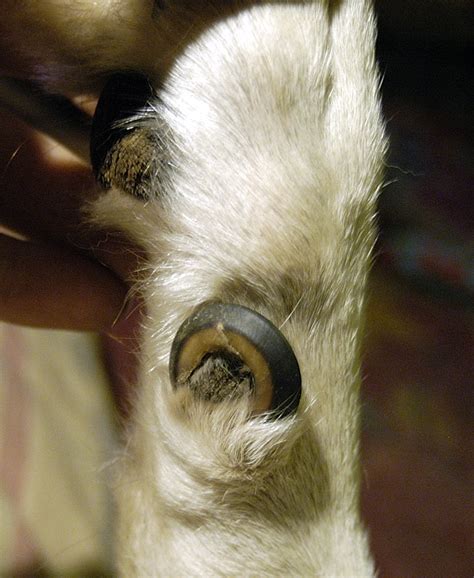 This information is not meant to be a substitute for veterinary care. Dew Claws - neglected | This is what happens if you don't ...