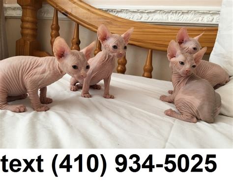 We ship shipping coupon 6 years breeding experience of top quality sphynx kitten. Outstanding hairless sphynx kittens for sale FOR SALE ...