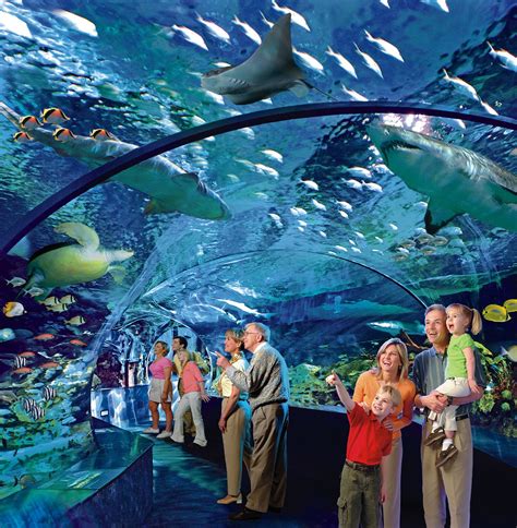 Believe It Or Not Toronto Will Soon Have A Ripleys Aquarium