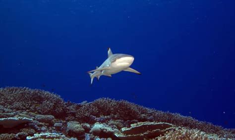 Great Barrier Reef Marine Park Zoning System Kslofliving Oceans