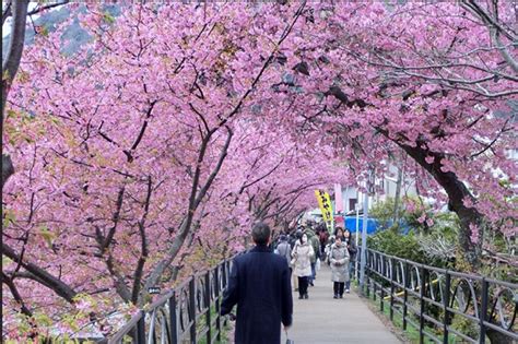 Search the worlds information includ. Jadwal Mekar Bunga Sakura di Jepang dan Korea 2017