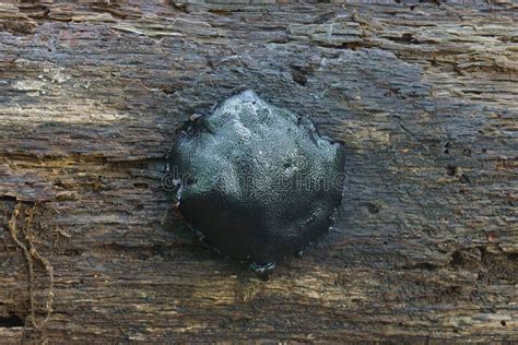 Elusive Dogs Nose Fungus Stock Image Image Of Nature 110328665