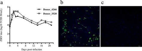 Replication Of Zikv In Primary Osteoblasts Culture Supernatant Was