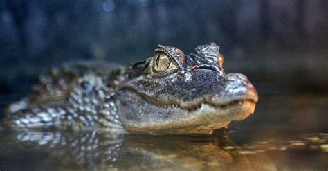 Where In The World Do Crocodiles Live A Z Animals