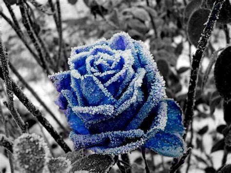 Winterwonderfun Fire And Ice Roses Frozen Rose Winter Rose