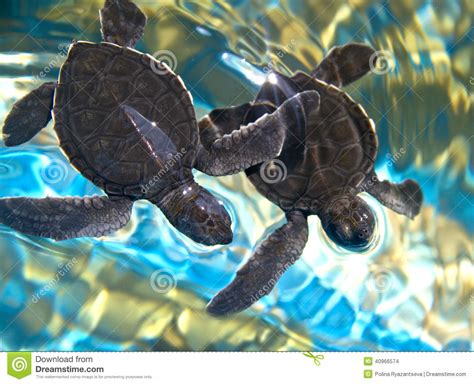 Cute Baby Green Sea Turtle
