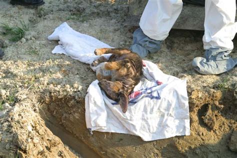 Peta's response to peta kills animals and the ccf. Evidence - PETA Kills Animals