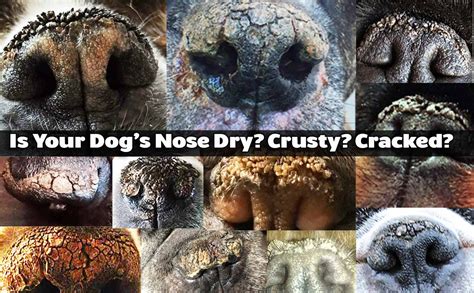The Blissful Dog Dry Dog Nose Info A Bit Dry To Nasal Hyperkeratosis