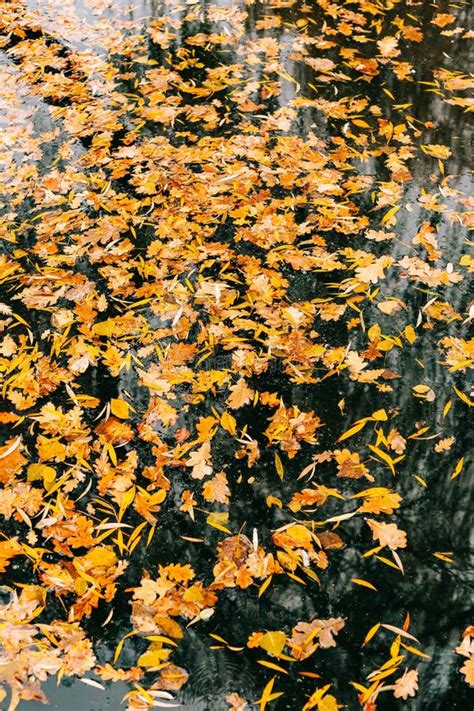 Autumn Leaves In The Water Autumn Lake In The Park Stock Image Image