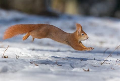Top Squirrel Run Stock Photos Pictures And Images Istock