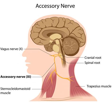 What Is The Function Of The Vagus Nerve With Pictures