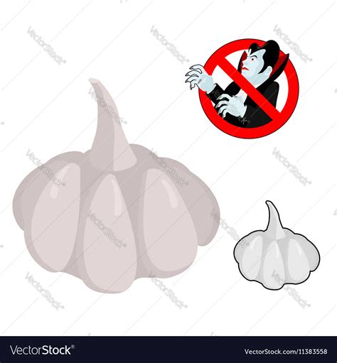 Garlic Against Vampires Ban Dracula Anti Vampire Vector Image