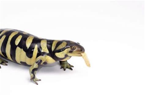 Tiger Salamander Care Sheet Reptiles Magazine