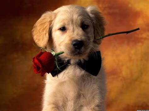 Puppy With A Rose Dogs Wallpaper 10596187 Fanpop