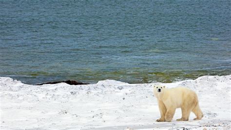 Le chalet l'ours polaire vous accueille dans un cadre idyllique et reposant. Ours Polaire Menacé Réchauffement Climatique - Pewter