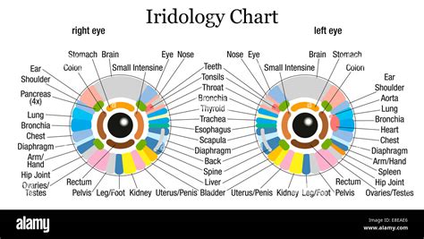 Iridology Or Iris Diagnostic Chart With Accurate Description Of The