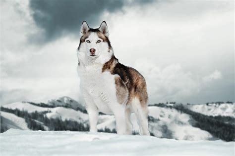 9 Siberian Husky Colors Agouti Black White Sable Copper Gray
