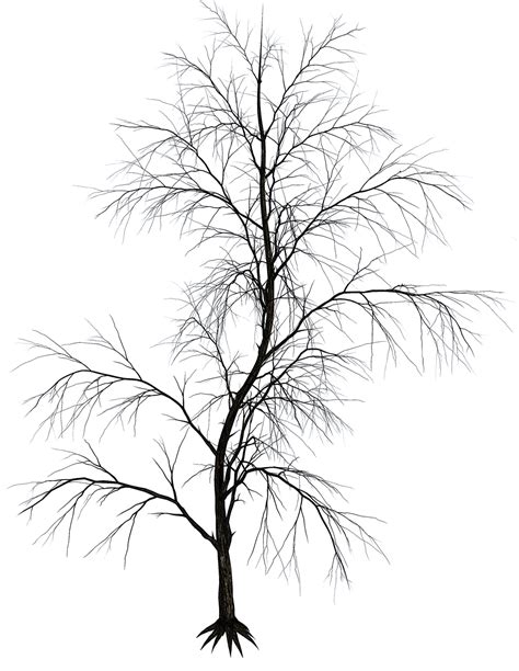 Aesthetic Tree Clipart 10 Free Cliparts Download Images On Clipground
