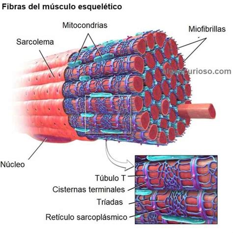 Célula Muscular Miocito Definición Función Y Estructura El Gen