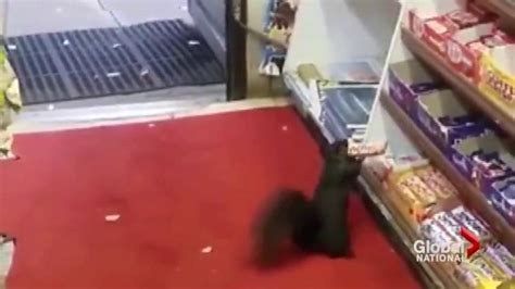 Watch Squirrels Stealing Chocolate Bars From East End Toronto Store