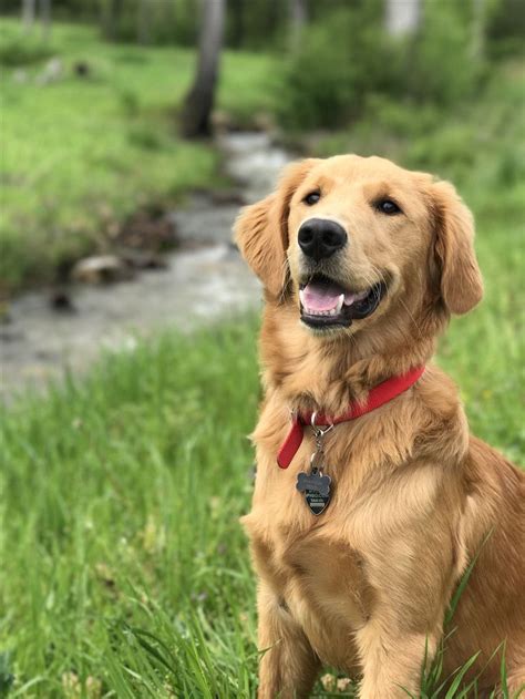 You can find leashes & collars, crates, and also how to housebreak you golden retriever puppies. Our baby, Branson. #GoldenRetriever | Golden retriever ...
