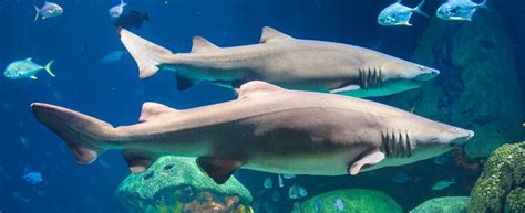 Sand Tiger Shark · Tennessee Aquarium