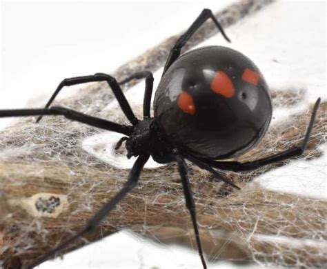 Black Widows Are Being Killed Off By Non Native Brown Widows
