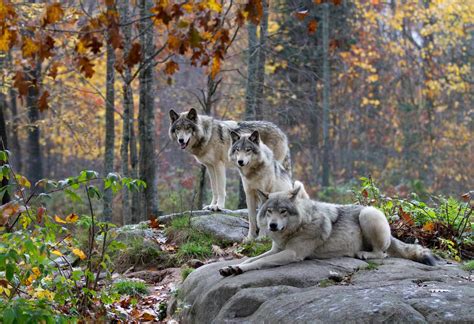 Gray Wolf Facts