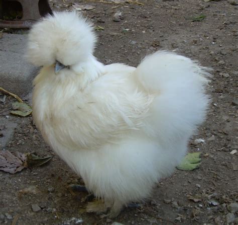 Information About The Furry Silkie Chicken Pethelpful