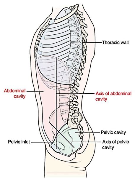 Pin By Darya On Other Abdominal Cavities Thoracic Cavity