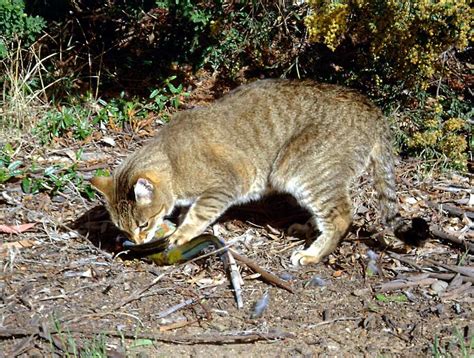 Australia Setting Poison Traps To Hit Goal Of 2 Million Dead Cats By