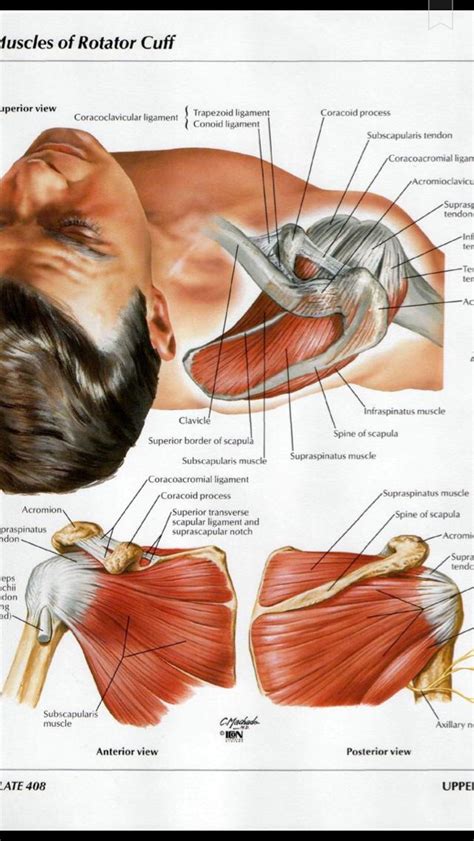 An Image Of Muscles Of The Back And Neck