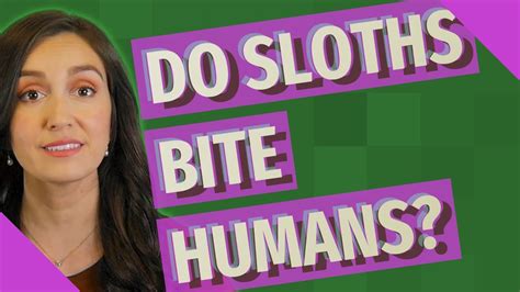 Do Sloths Bite Humans Youtube