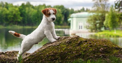 Jack Russell Dog Breed Information - The Ultimate Guide ...