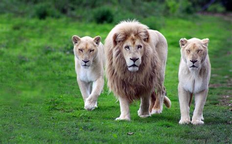 Animals Nature Lion Wallpapers Hd Desktop And Mobile