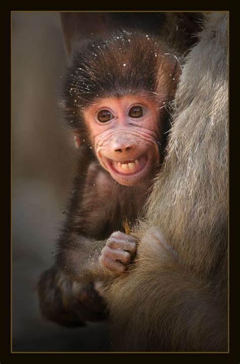 Baby Baboon Photo By Hvhe1 Via Flickr Amazing Animal Pictures