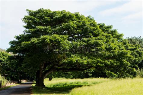 Roadside Tree Stock Image Image Of Roadside Island 83572335