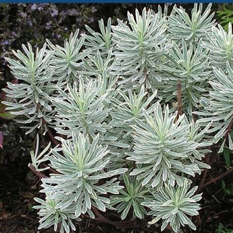 In late spring, early summer, large flowering bracts of. EUPHORBIA SILVER SWAN | White flowering plants, Silver ...