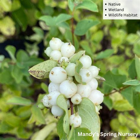 Bare Root White Snowberry Symphoricarpos Albus Mandy Spring Farm