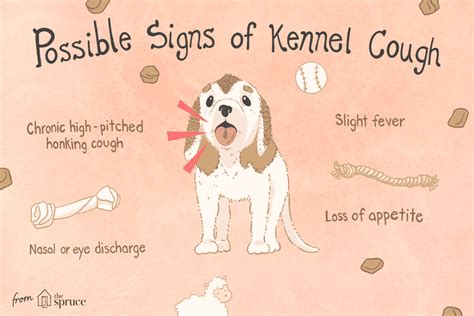 How To Treat Kennel Cough In Puppies