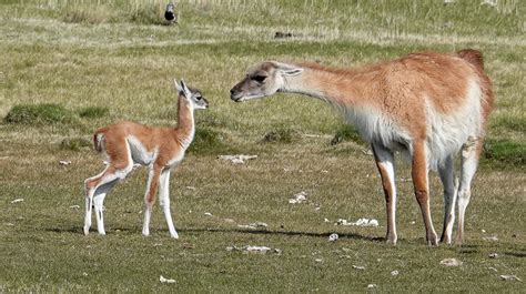 Patagonia Wildlife Safari Trip Report 2022 - Eagle-Eye Tours