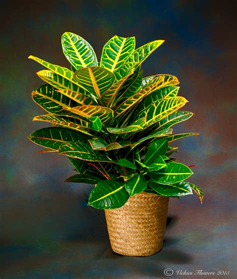 Maybe you would like to learn more about one of these? Indoor Plants For Home & Office | Green Plants | Vickies ...
