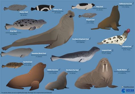 How Big Do Seals Get Smithsonian Ocean