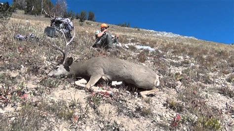 After all, the more time you can spend in the bedroom of a big deer, the better your odds … Wyoming Mule Deer DIY - YouTube